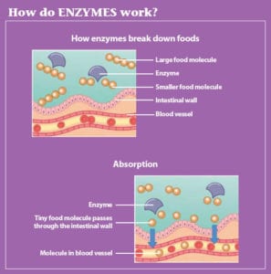 enzyme function